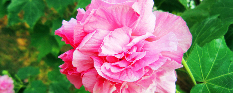 芙蓉花种子的养殖方法（芙蓉花种子的养殖方法和技术）