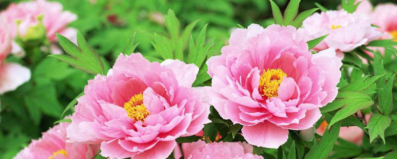牡丹花移栽后花芽干瘪（牡丹花移栽后花芽干瘪怎么办）