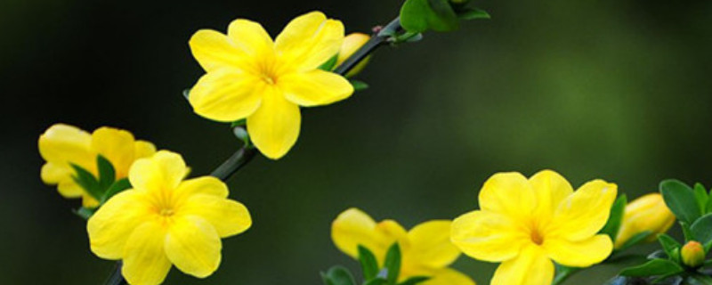 迎春花需要每年剪枝条吗 迎春花需要每年剪枝条吗视频