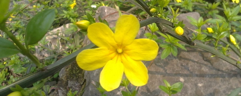 迎春花秋季栽培需要注意什么（迎春花秋季栽培需要注意什么事项）
