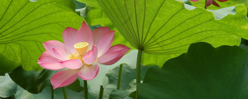 荷花变黄了怎么办（荷花黄叶子怎么回事）