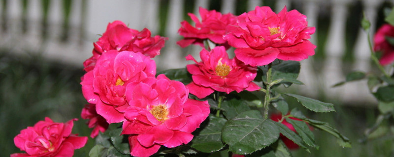 月季花夏季可以扦插吗（月季花夏天能插枝吗）