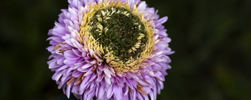菊花修剪后还能再开花吗（菊花修剪后还能再开花吗视频）
