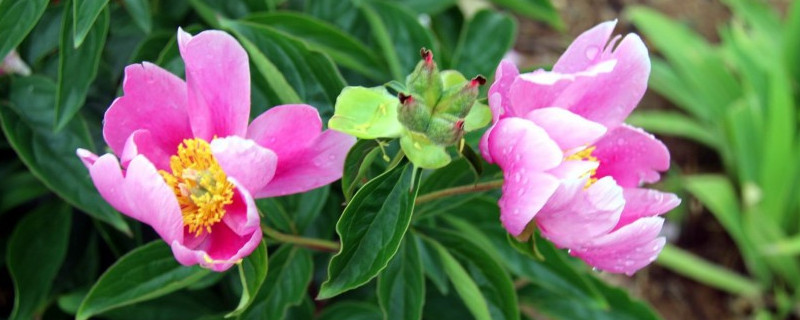 盆栽芍药冬季怎样管理（盆栽芍药冬季怎样管理视频）