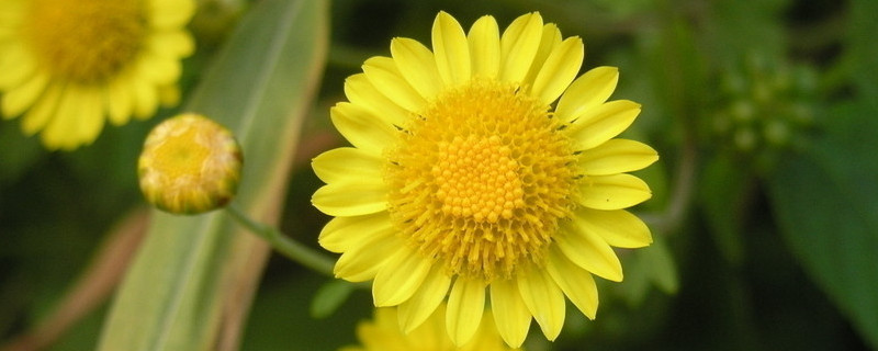 菊花有什么颜色 菊花有什么颜色的?