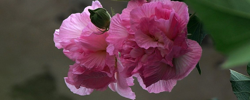 芙蓉花只剩根部还能活么（芙蓉花只剩根部还能活么吗）
