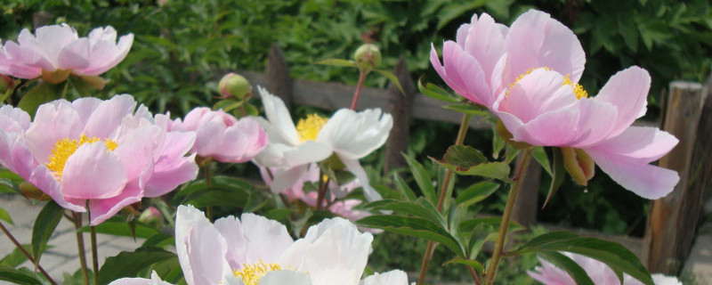 芍药花用什么肥料最好 芍药花用什么肥料最好养