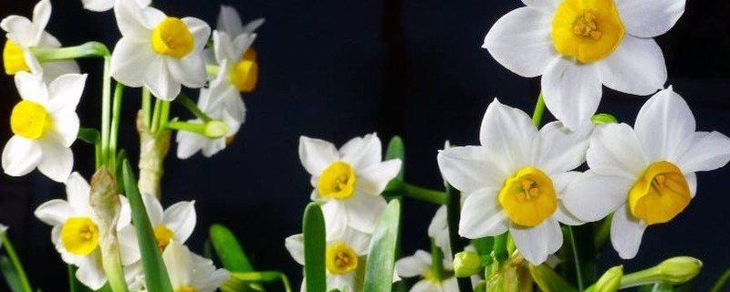 水仙花水培多久开花（水仙花水培几天开花）