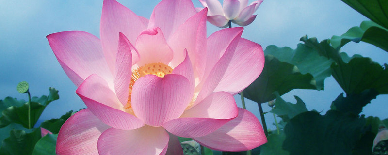 家养荷花什么时候施肥 家养荷花什么时候施肥合适
