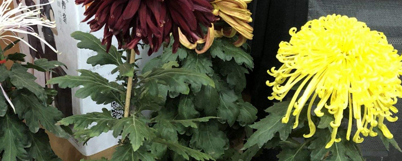 盆栽菊花冬天掉叶子吗 盆栽菊花冬天掉叶子吗怎么回事