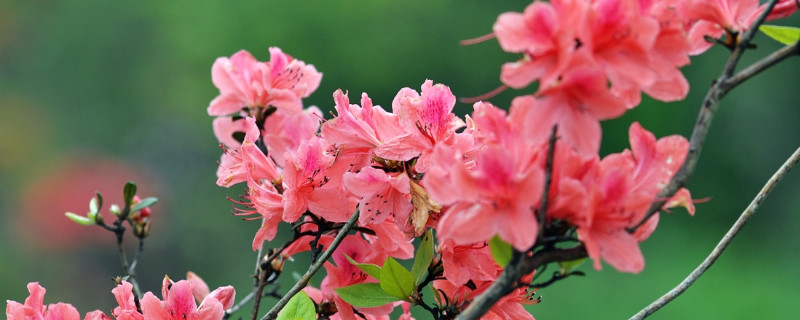 杜鹃花先长叶子还是先开花（杜鹃花是先开花后长叶吗）