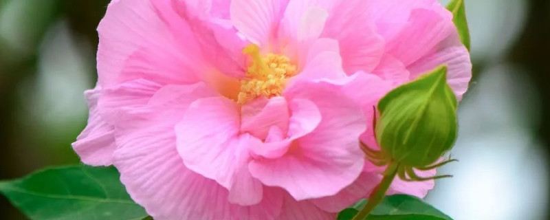 芙蓉花出现兰心是什么原因（写作,顺序）
