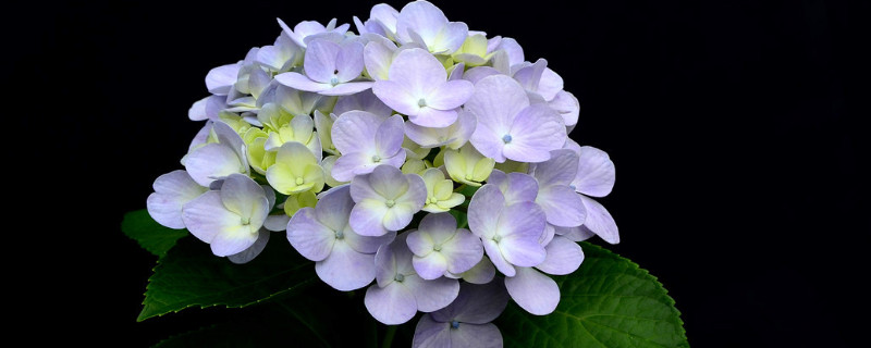 绣球花又叫什么花（绣球花又叫什么花图片）