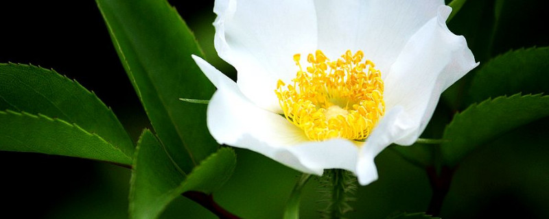 金樱子属于玫瑰还是蔷薇（金樱子属于玫瑰还是蔷薇类）