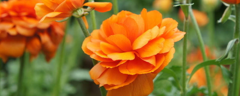 冬季花卉怎么养护 冬季花卉的养护