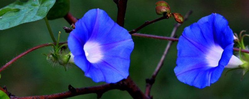 牵牛花烂根怎么办（牵牛花根部烂了）