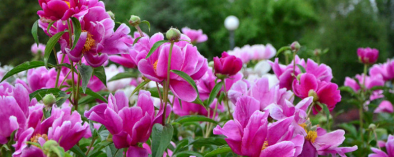 芍药花什么时候换盆（芍药花什么时候可以移栽）