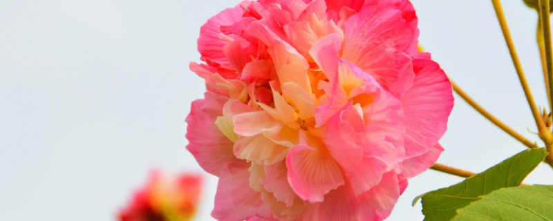 芙蓉花栽叶能不能活 芙蓉花叶子枯萎什么原因