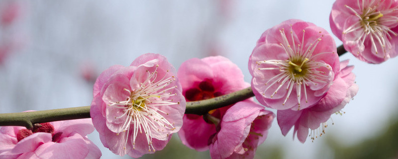 梅花为什么不怕冷（梅花为什么不怕冷的准确答案）