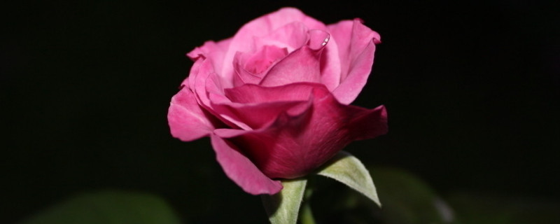 玫瑰花夏天可以放几天（夏天玫瑰花可以放冰箱吗）