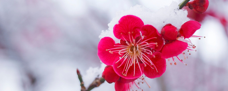 梅花的雅称 梅花的雅称别称