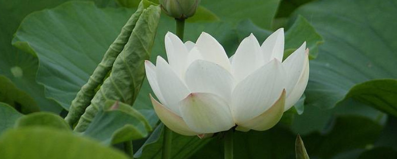 盆栽荷花怎么施肥（盆栽荷花怎么施肥最好）
