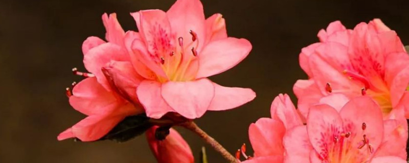 杜鹃花叶枯萎怎么办 杜鹃花叶枯萎怎么办小妙招