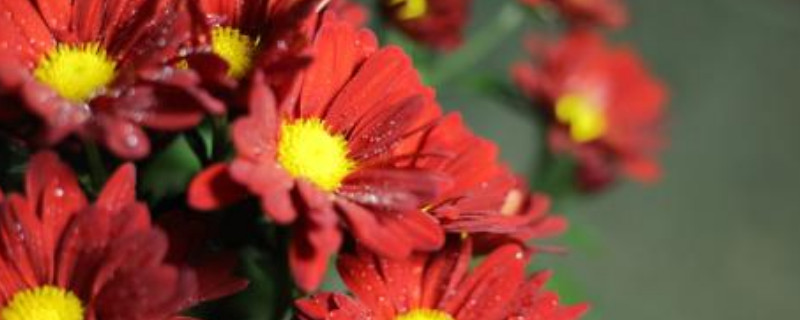 菊花夏天可以修剪吗 菊花夏天可以剪头吗