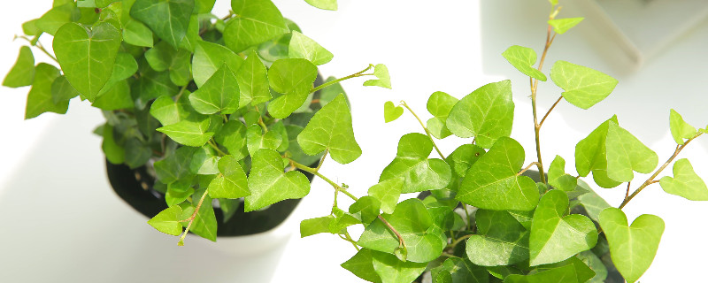 冬天不落叶的爬藤植物 冬天不落叶的爬藤植物有哪些图片