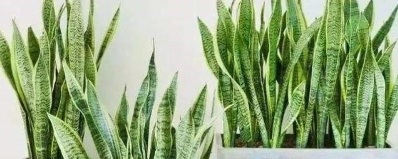 刚买的虎皮兰怎么没根（买来的虎皮兰没有根怎样发根）