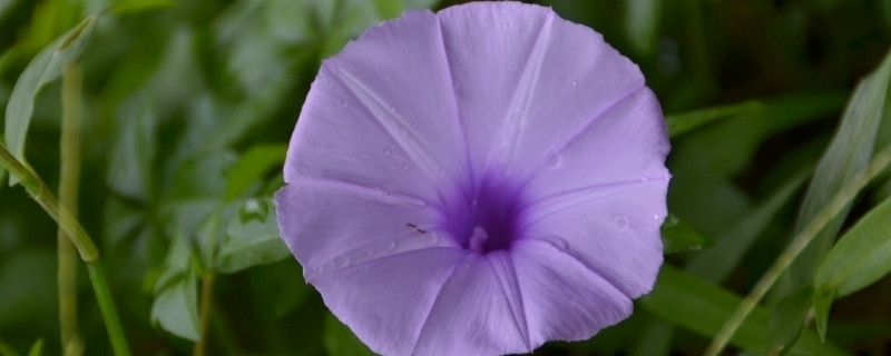 牵牛花耐寒几度（牵牛花耐寒多少度）