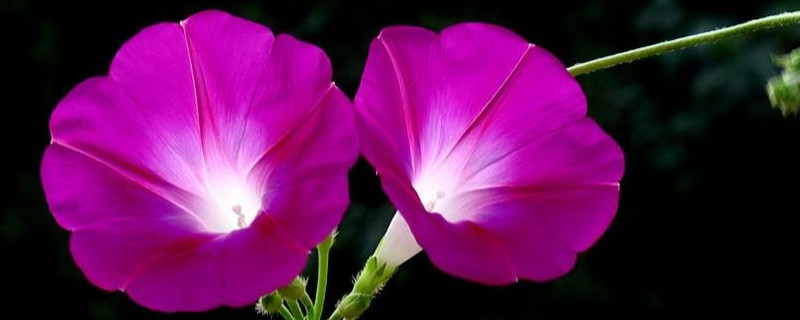 牵牛花对作物的危害（牵牛花受什么影响）