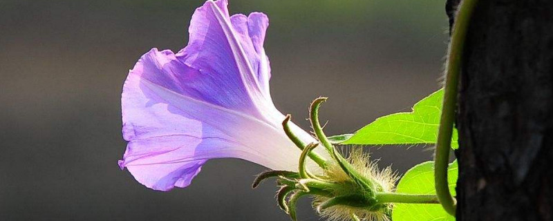 牵牛花夏天可以播种吗 牵牛花夏天还能种种子吗