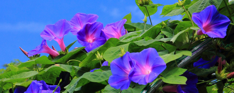 牵牛花夏天还能种种子吗（牵牛花夏天可以种吗）