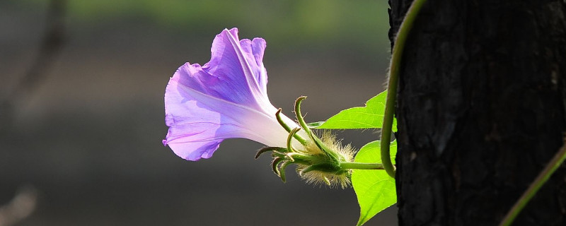 牵牛花如何快速生长（牵牛花怎么长的快）