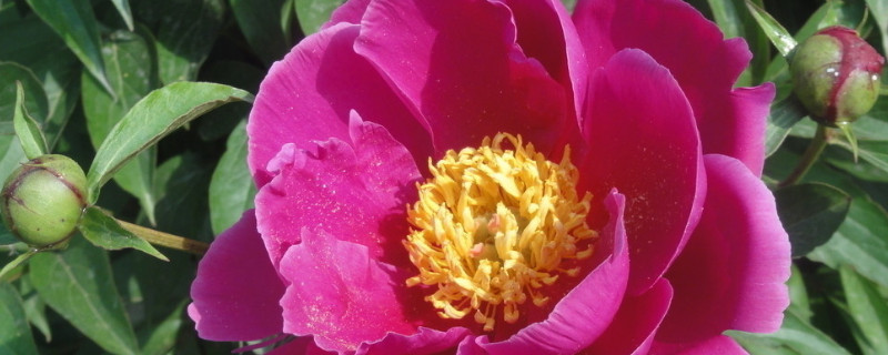 芍药根块容易种活吗（芍药根块容易种活吗视频）