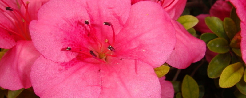 杜鹃花花瓣枯萎的原因（杜鹃花瓣蔫了是什么原因）