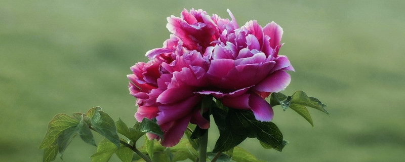 牡丹花烂根怎么补救（牡丹花烂根怎么补救图片）