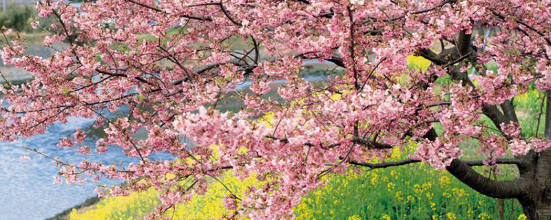 桃花树能结桃子吗（桃花树结桃子吗能吃吗）