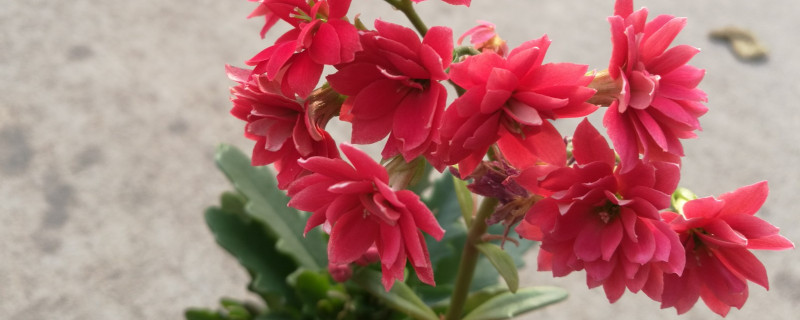 长寿花夏天空调室内怎么养（长寿花夏天能放空调屋吗）