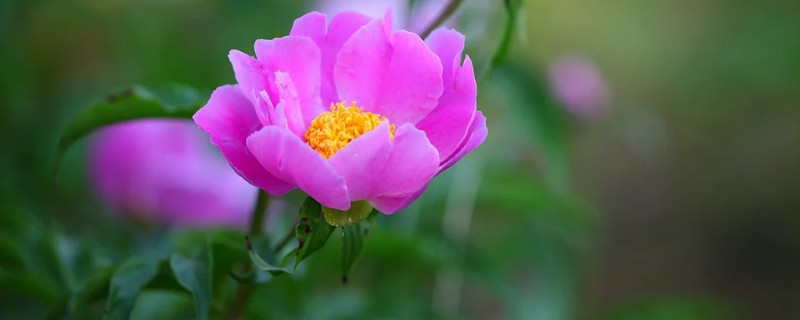 牡丹春节开花后怎么管理（牡丹春节开花的处理措施?）