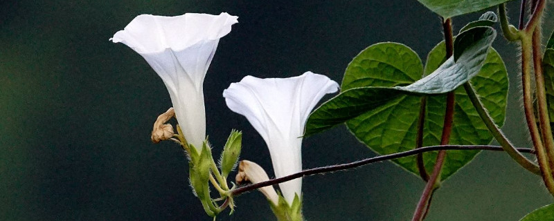 牵牛花叶子黄了有虫怎么办（牵牛花叶子黄了有虫怎么办图片）