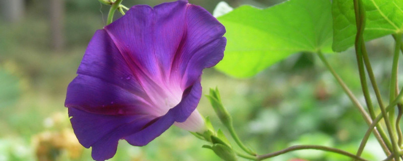 牵牛花冬天落叶吗（牵牛花冬天会不会冻死）