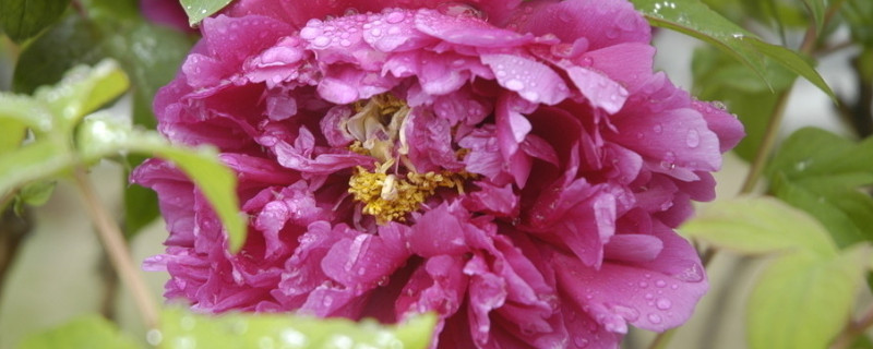牡丹花什么时候开（牡丹花什么时候开花季节）