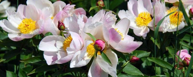 芍药花春天可以种吗 芍药花春天可以种吗视频