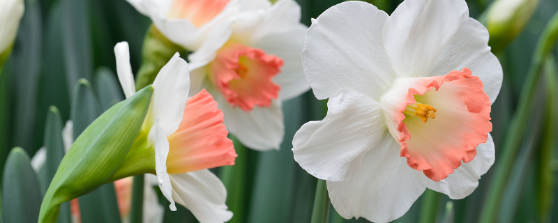 水仙花怎样叫它开花（水仙花怎样才开花）