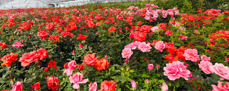 月季花怎么修剪（月季花修剪时间和方法）