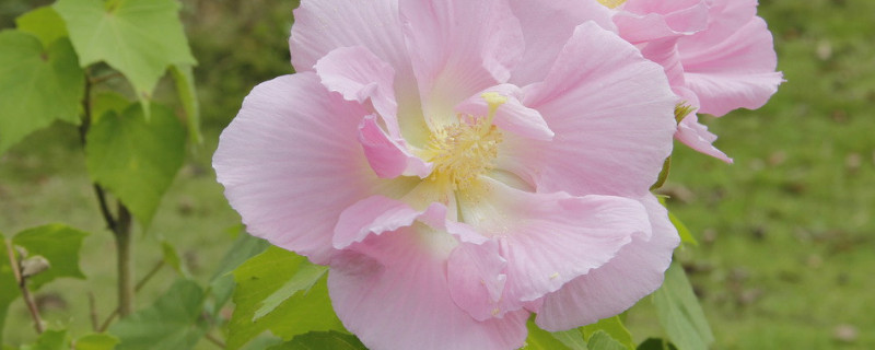 芙蓉花容易生什么病 芙蓉花容易生什么病毒