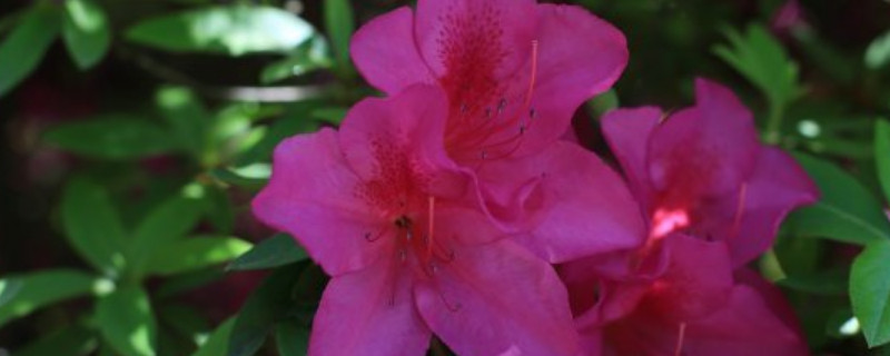杜鹃花冬天能换盆吗（杜鹃花冬天能换盆吗视频）