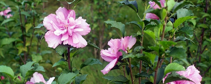 芙蓉花根部蔫倒伏什么原因（芙蓉花叶子打蔫了是什么原因）